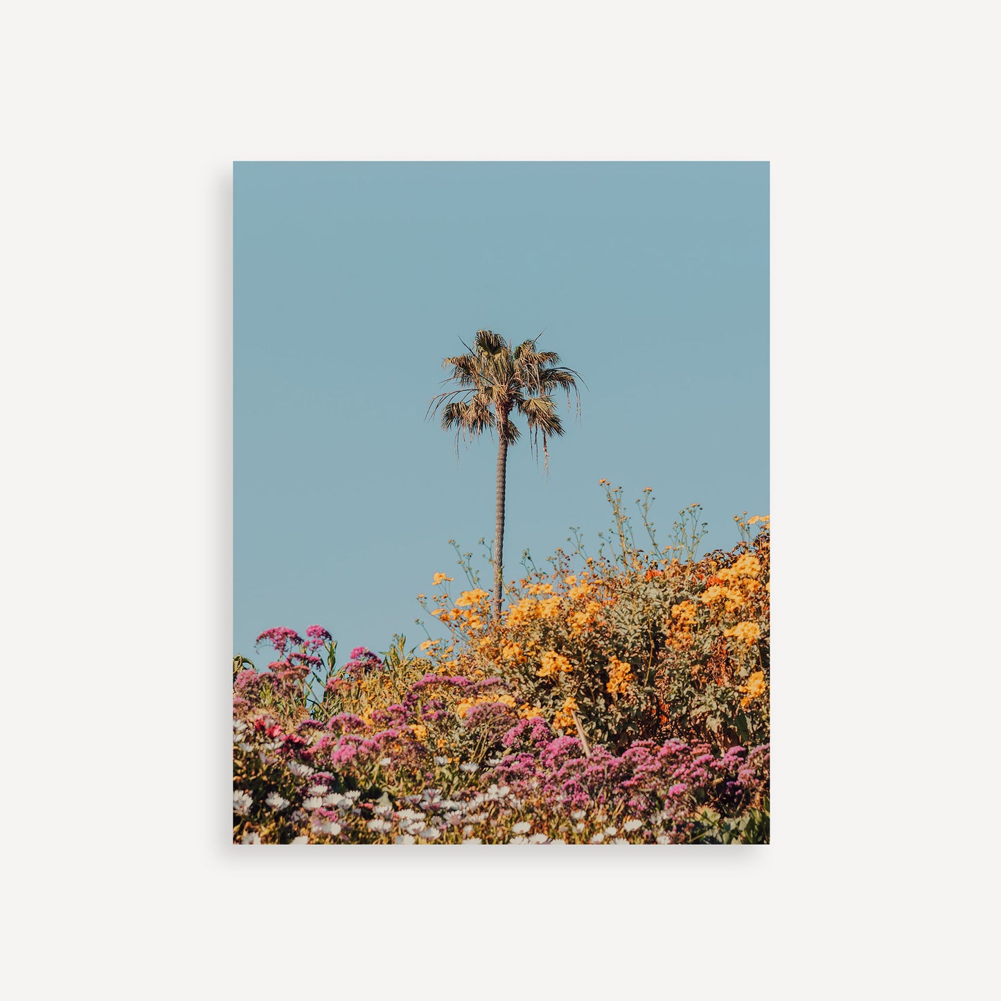 The Late Bloomer