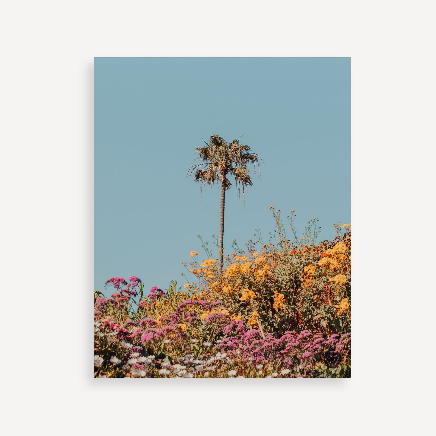 The Late Bloomer