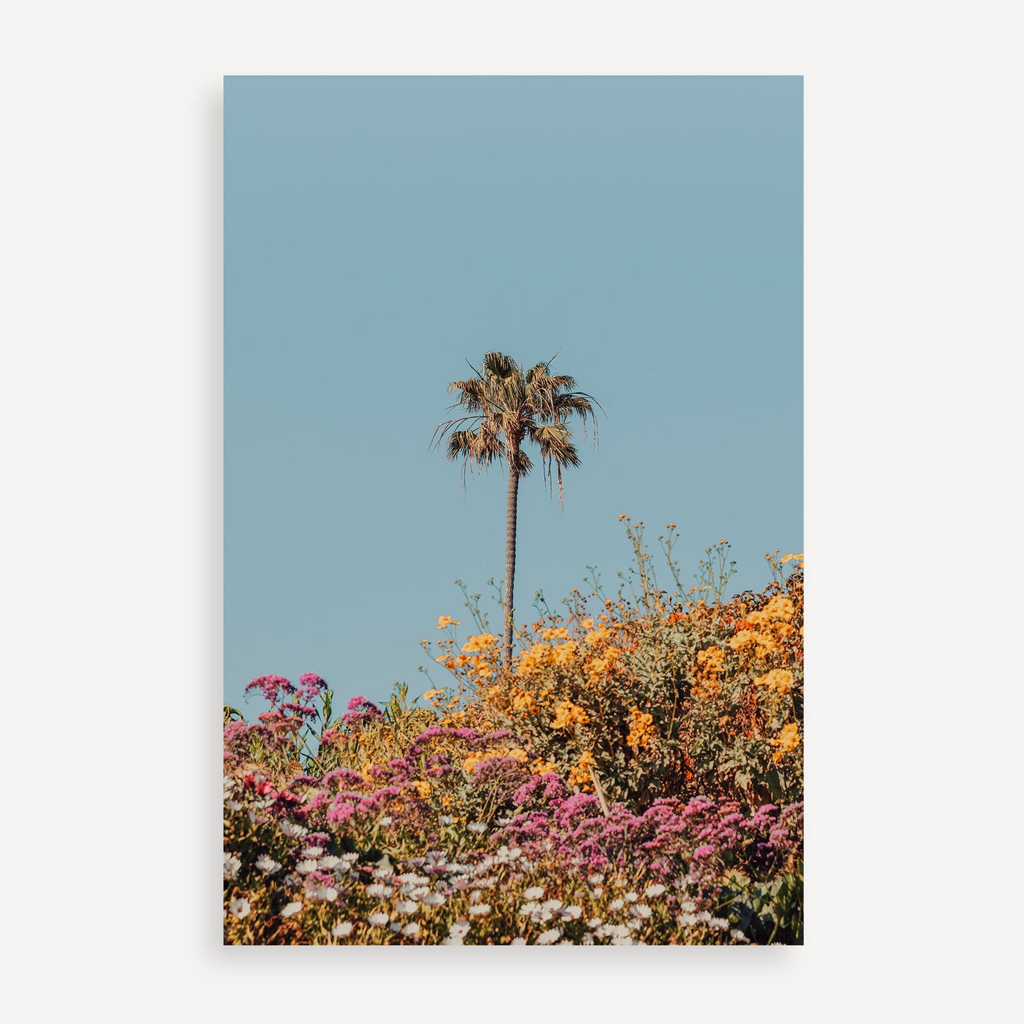 The Late Bloomer