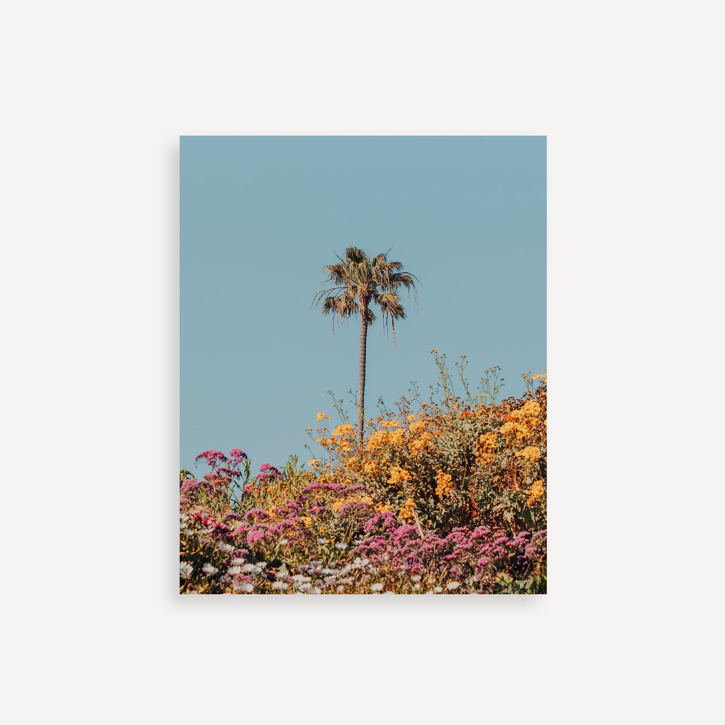 The Late Bloomer